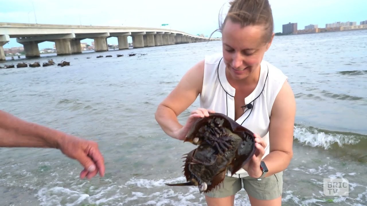 [WATCH] Living Dinosaurs Horseshoe Crabs in New York City Viewing NYC