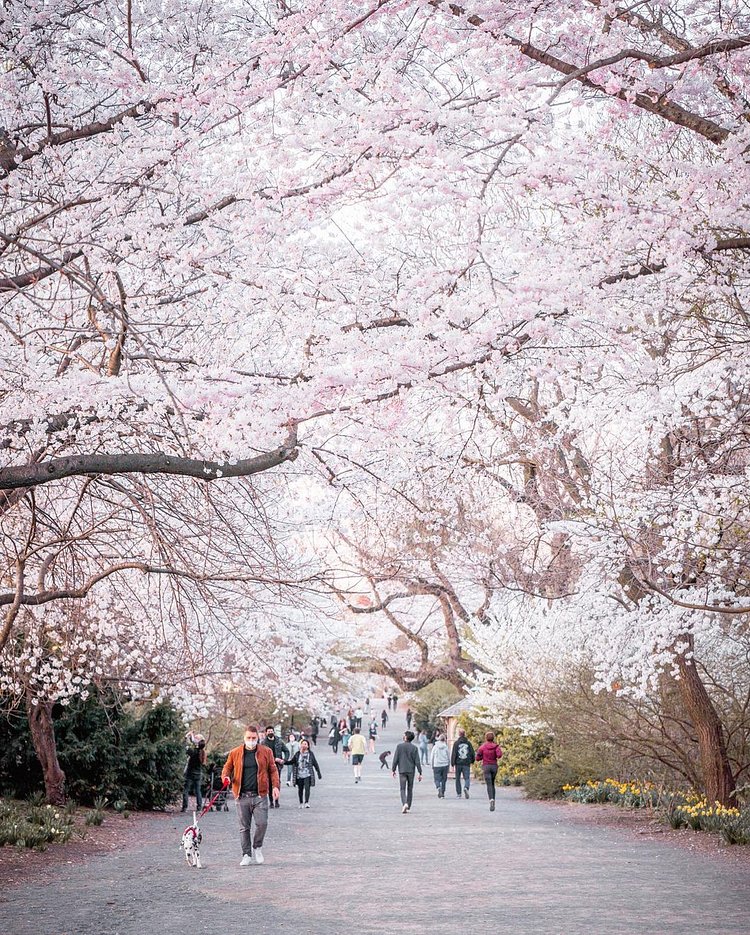 Bridle Path, Central Park, Manhattan
