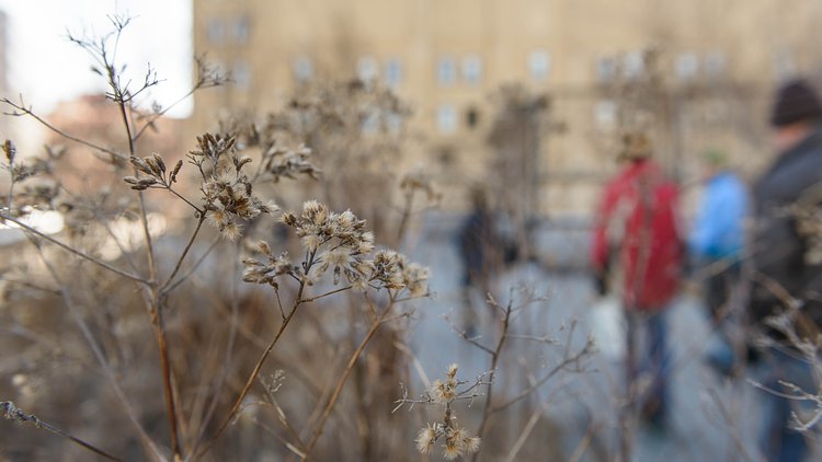 Towering Husks (14/365) | Once lining the High Line with colorful flowers and green foliage, all that remains are the dried husks of these plants.