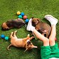 Our tails are wagging with this sneak peek look at “The Backyard”, one of the 8 immersive environments to enjoy at @humansbf ✨ Come play in the grass with me and some pups! 📸: Beagle Puppies from @rescuecity #humansbf