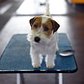 A Jack Russell Terrier in the benching area on the second day of competition at the Westminster show, February 17, 2015.