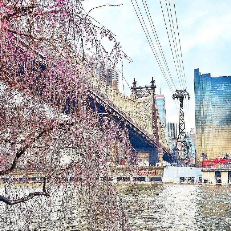 Photo via @gigi.nyc 
#viewingnyc