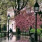 Washington Square Park, Manhattan. Photo via @iwyndt #viewingnyc #nyc #newyork #newyorkcity #washingtonsquarepark
