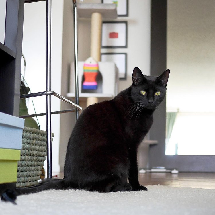 “I’ve been drafting up plans for an infinity petting machine. I should have a prototype finished by the summer.”
“That’s great. What’s the long-term goal?”
“Well, ultimately, to eliminate the need for human interaction.”
- Sasha, Upper West Side