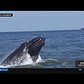 Whales in New York City area spark fascination