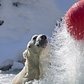 Polar bear playtime