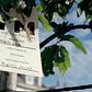Million Trees NYC | 09/22/2013 A tag on a newly-planted tree at Bath Beach for the Million Trees initiative. Kodak Ektar 100. Contax G1. Carl Zeiss Planar 45mm 1:2.0.