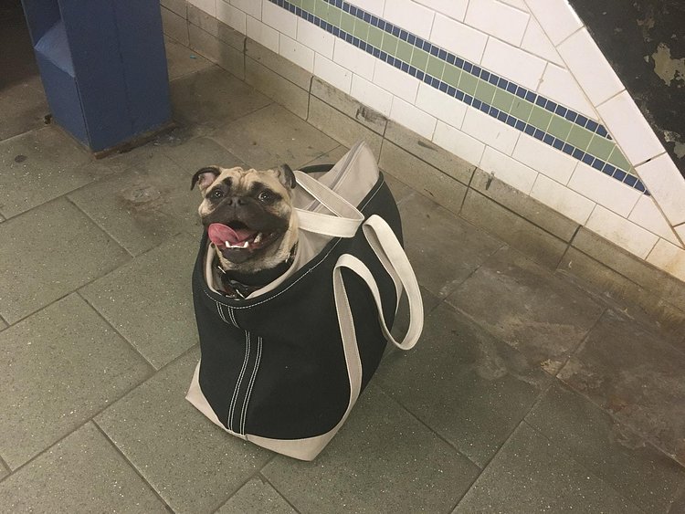 Subway Pug