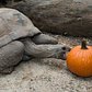 Keep your eyes peeled around the zoo today, some of our animals are getting holiday pumpkin treats! http://t.co/VHlM6SM94s