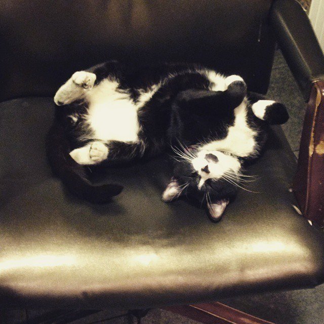 Sunday funday got me like... too many meowosas #sundayfunday #yousaymimosa #Isaymeowosa