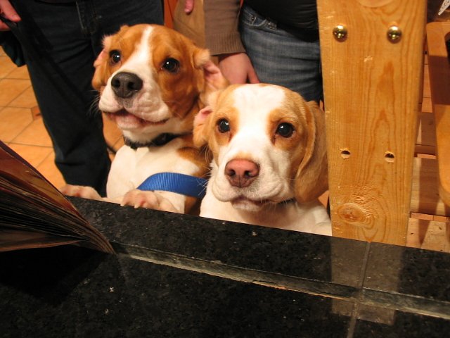 Beagle puppies at the counter | From January. These two puppies came for Sunday brunch at the Three Dog Bakery. 