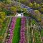 The Brooklyn Botanic Garden's Cherry Blossom Trees From Above