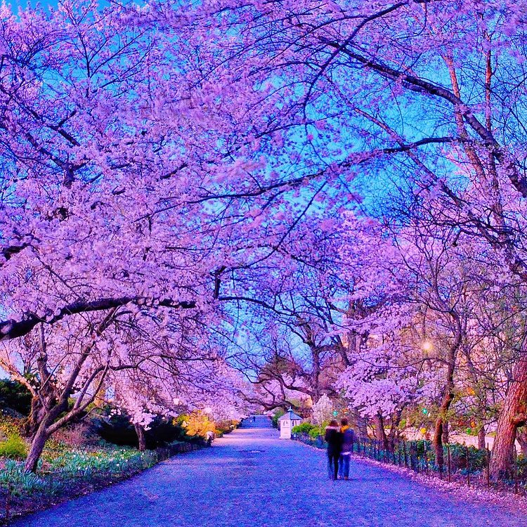 Someday I will walk
Under the soul-blossom tree
With my hand eternally woven in yours.
- Sanober Khan
.
04.03.16
Earlier tonight at blue hour, hunching against the cold but marveling at the lovely cherry blossoms along the reservoir bridle path at Central Park, New York City 🌸🌸
#centralparkbloomwatch2016
.
🏆 Featured in these wonderful hubs, thank you so much! 🙏🙏
🔸@nyloveyou
🔸@newyorkster
.
#artofvisuals #awesome_photographers #freedomthinkers #fantastic_shotzs #globalcapture #gottolove_this #greatest_shots #IGersUSA #igpowerclub #ig_myshot #igrecommend #insta_worldz #igworldglobal #ig_great_shots #ig_unitedstates #igglobalwomenclub #main_vision #phototag_it #super_americas #splendid_shotz #waycoolshots #weekly_feature #gotd_1169