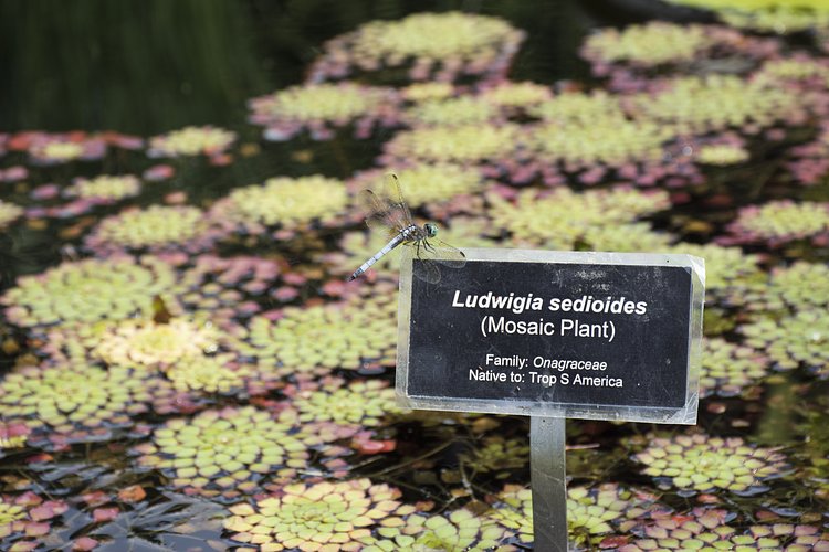 Wave Hill | Photo: Brent Terry for The Bronx Bohemian / Viewing NYC