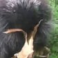 Watch: Playful baby porcupines at the Staten Island Zoo