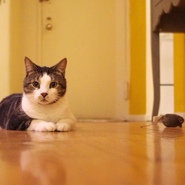 “I heard this mouse on the floor and I was like ‘Not in my house!’ then I killed it. Pretty quick too.”
“That mouse there? That’s a toy.”
“No it’s not, it’s a dead mouse. It’s been dead for months.”
“Ok.”
- Tanooki, Queens

#felinesofnewyork #cats #catsofinstagram #humansofnewyork