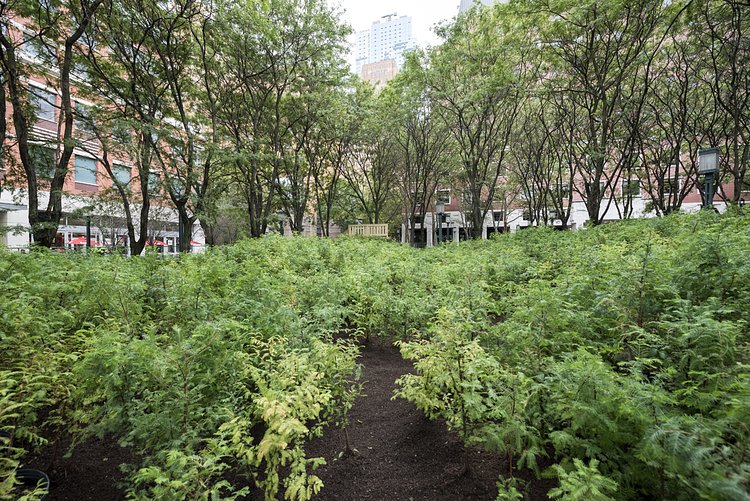 Lost Man Creek, Spencer Finch, 2016