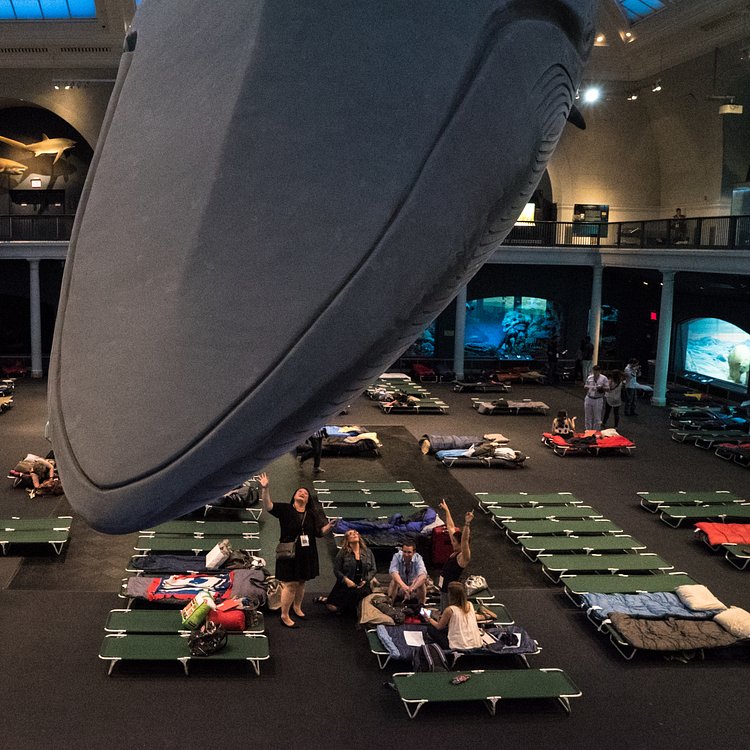 Museum of Natural History - Sleepover for Grownups -  Under the Whale