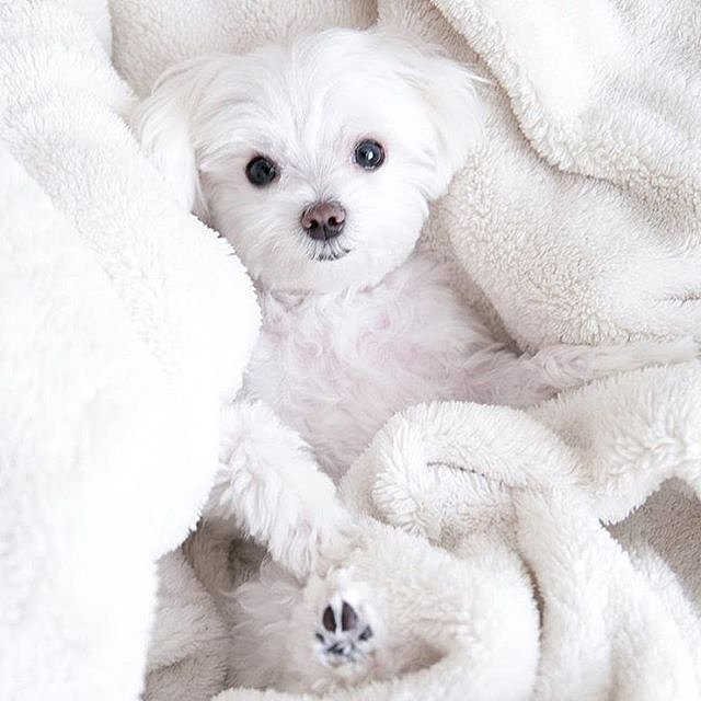 Time for cuddles 🐶