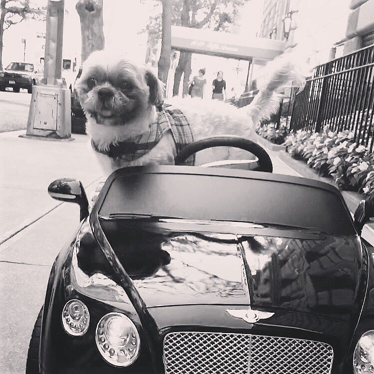 In A Sweetheart Deal, Luigi Trades His BMW For A Bentley #shihtzu #ilovenyc #bentley #dogsofinstagram #dogsdrivingcars #vroomvroom