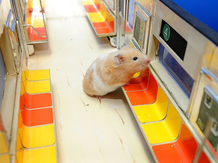 Edie's Big Adventure 06 | Edie rides the model subway. Fall 2009.

Follow me on <a href="https://www.facebook.com/jellomoldmistress" rel="noreferrer nofollow">Facebook</a>, visit my blog <a href="http://jellomoldmistress.com/" rel="noreferrer nofollow">The Jello Mold Mistress of Brooklyn</a>