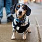 Zeus, Dachshund/Jack Russell Terrier mix (5 y/o), NW Davis & Park Ave., Portland, OR • "He's gotta make sure everyone sees him. He thinks he's the biggest dog in the world."