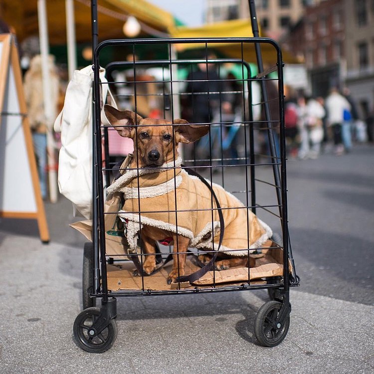 Rosie, Dachshund (3 y/o), Union Square, New York, NY • "She's in the cart so people don't step on her in the market. She also doesn't like other dogs."
