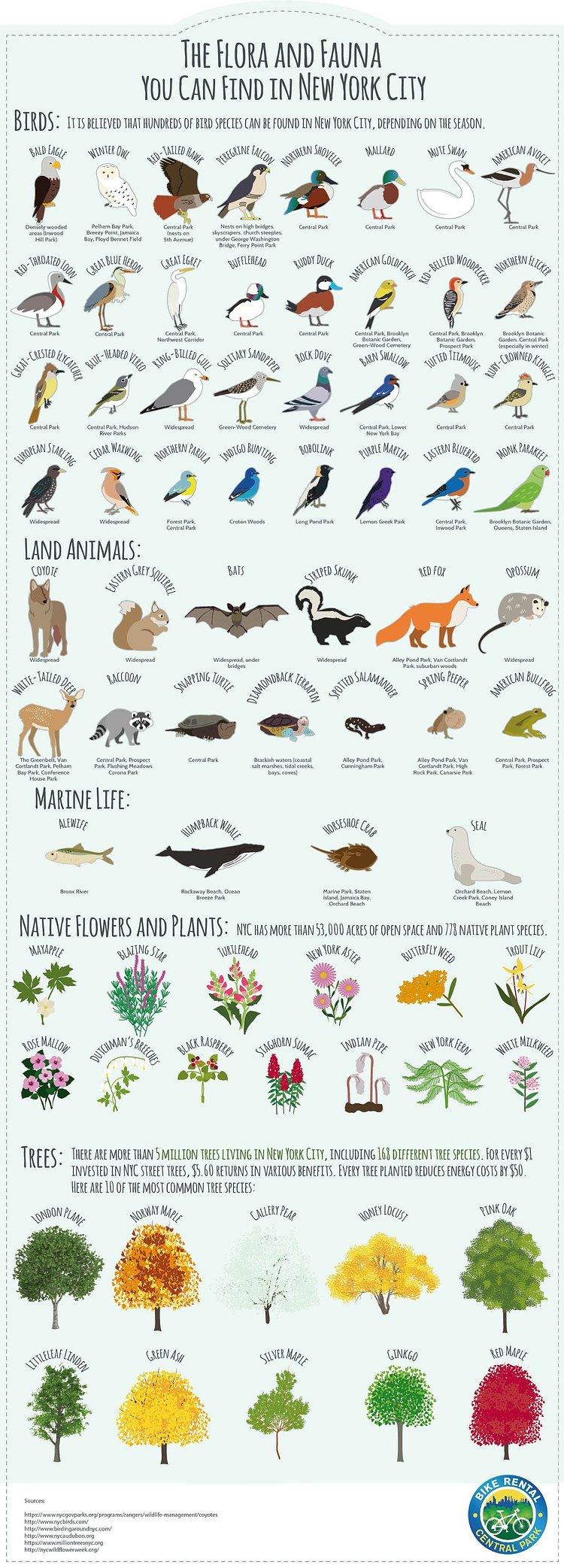 The Flora and Fauna You Can Find in New York City