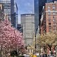 Spring has finally sprung!!🙌🏻😄🗽🌸😍#spring2016 #grandcentral #manhattan #newyorkcity #newyork #newyorker #nyc #wildnewyork #what_i_saw_in_nyc  #centralpark #cherryblossoms #ig_nycity  #instadaily #instanewyork #america #usa #picoftheday #cityscape #instagramnyc #nycprimeshot #pocket_usa #beautifuldestinations #travelingourplanet #empirestate #throwback #parkavenue #springblossoms #cherryblossom #timeoutnewyork #iloveny