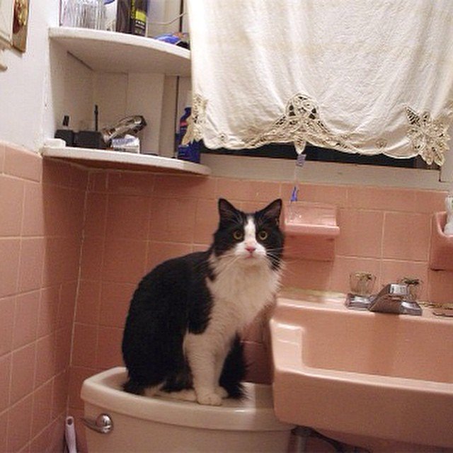 “Sometimes I come in here to think.” - Pearl, Astoria Queens

#felinesofnewyork #humansofnewyork #cats