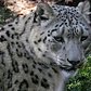 Inside the Zoo: Snow Leopards | Bronx Zoo