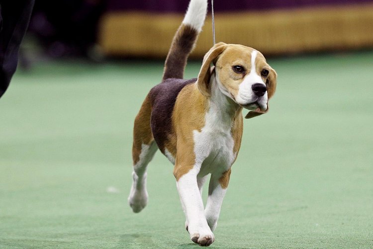 Miss P, a 15-inch Beagle who won “Best in Show,” stands near the winner's trophy at 139th Westminster Kennel Club Dog Show at Madison Square Garden in the Manhattan borough of New York February 17, 2015.
