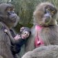 Gelada Baboon Baby | Bronx Zoo