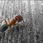 Ant | I was with Victoria when we found this ant. Somehow, Victoria froze the ant in place and he wouldn't move, letting me take a picture of him.

Selective coloring!