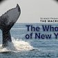 The Whales of New York