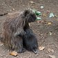 North American Porcupine Born at WCS’s Bronx Zoo