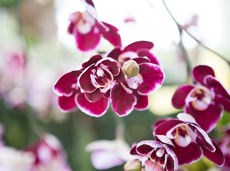 Orchids are found all over the world and in all different cultures, from Japanese to Chinese to Greek.
