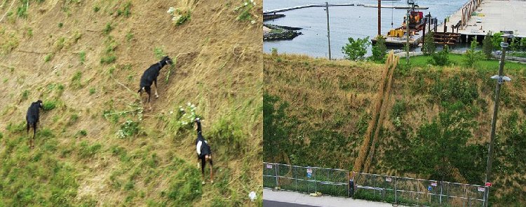 Brooklyn Bridge Park Goats