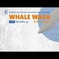 Watch the Whale Wash Live!