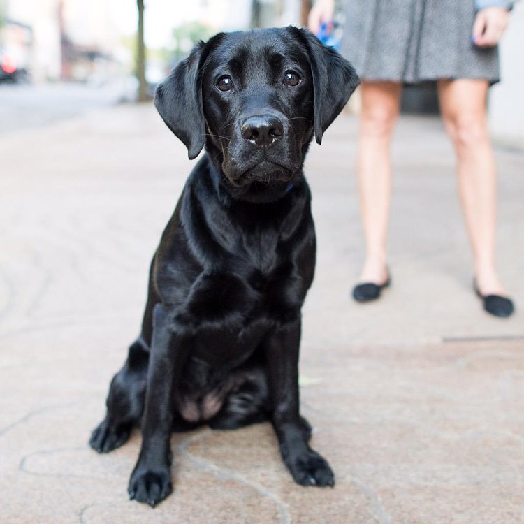 Emma, Labrador Retriever (8 m/o), Bond &amp; Lafayette St., New York, NY http://t.co/SdqoE5GBEV