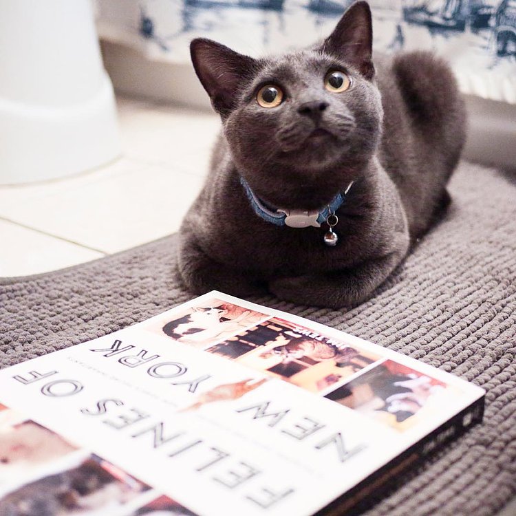 “I prefer to read my copy of Felines of New York in the people’s bathroom, but you can read yours wherever.”
- Arthur, Queens

Pre-order it now! iBooks - http://bit.ly/felinesibk  Amazon - http://bit.ly/felinesamazon  B&N - http://bit.ly/felinesbn  BAM - http://bit.ly/felinesbam  Indiebound - http://bit.ly/felinesindie  Kobo - http://bit.ly/felineskobo  Kindle - http://bit.ly/felineskindle