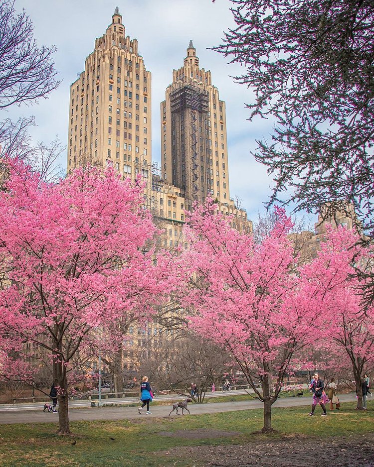 Cherry Blossoms along Jacqueline Kennedy Onassis Reservoir, Central Park, Manhattan