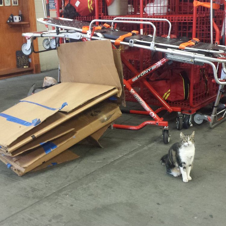 Just wait until I find out who folded up these boxes before I had access to them. Just wait...#vengeance #feelmywrath #notgood #boxes #workingcats #stationcat #firecatfriday #cats #catsatworknyc #catsatwork #kitty #tabbycat #tabbiesofinstagram #catsofinstagram #brooklyncats #brooklyn