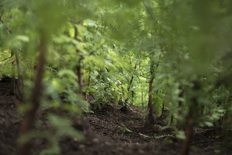 Lost Man Creek, Spencer Finch, 2016