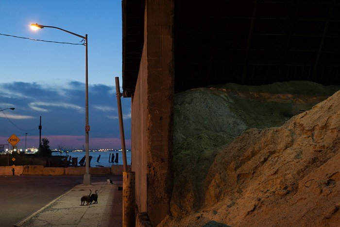 Feral cats at dusk near a warehouse storing salt to treat city roads during snowstorms.