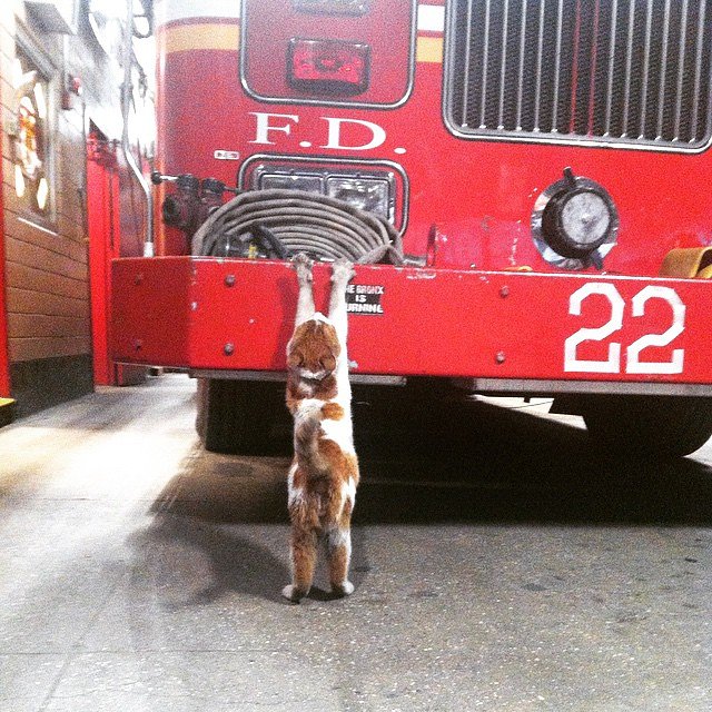 Wait! You can't leave yet! You forgot to feed me! #fillmybowl