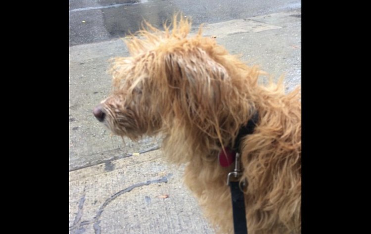 Tryin' to stay afloat in Bed-Stuy