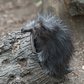 North American Porcupine Born at WCS’s Bronx Zoo