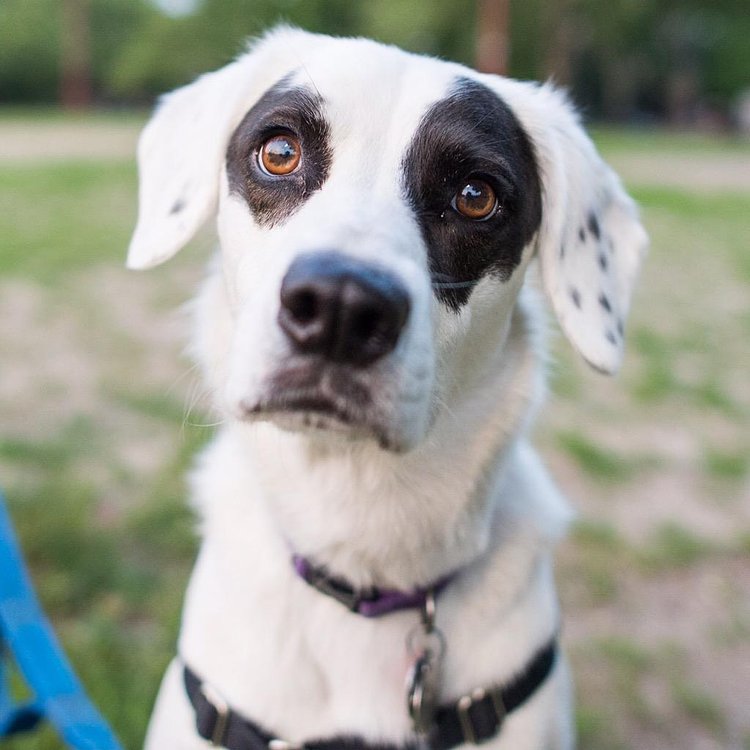 Petunia, English Pointer/Border Collie mix (7 y/o), McCarren Park, Brooklyn, NY http://t.co/q6SPLJmClY