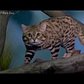 Black-Footed Cats on Exhibit | Prospect Park Zoo